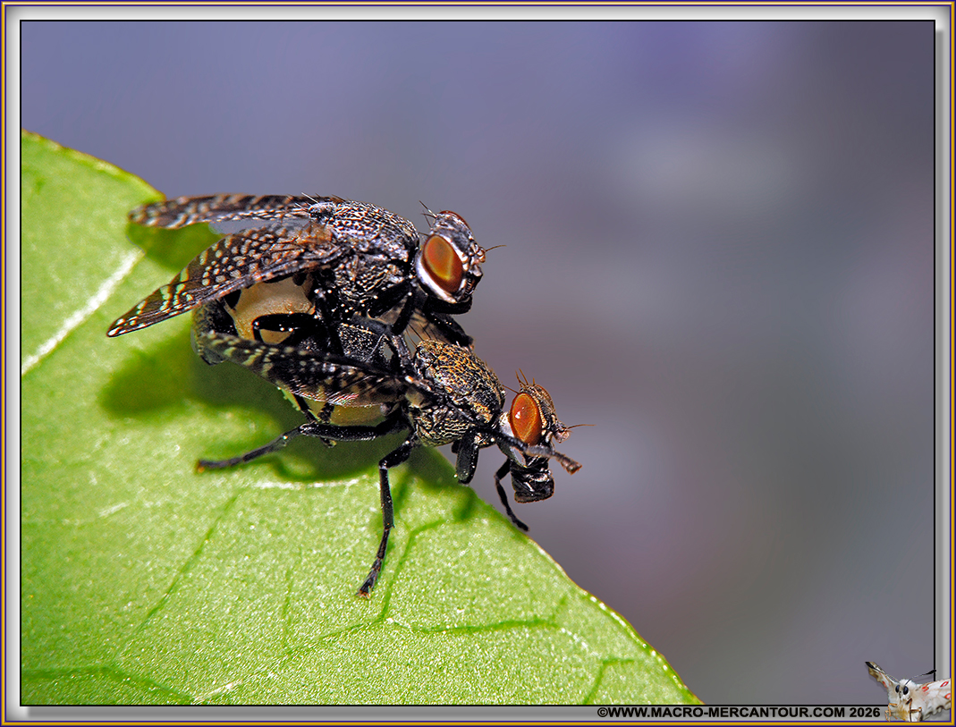 PLATYSTOMA SP